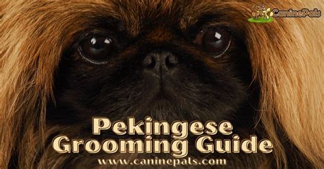 bekinese|A Straight Guy's Guide to Basic Bekinese .